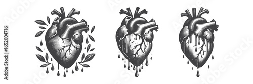 Vintage Hand-Drawn Human Heart Organs Illustration, Anatomical Engraved Vector for Medical and T-Shirt Design