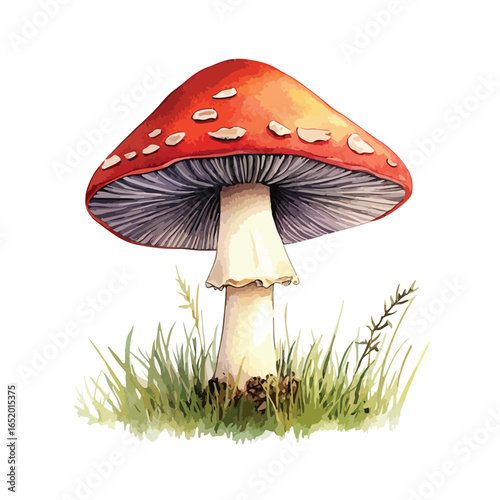 Watercolor Amanita Mushroom with White Spots and Grass Detail