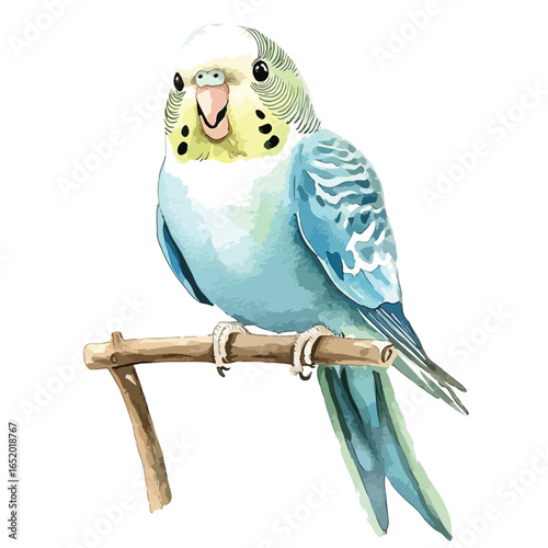Watercolor Budgerigar Perched on Branch with Detailed Feather Patterns