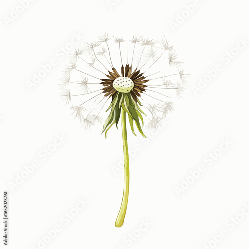Watercolor Dandelion Seed Head with Delicate Fluffy Seeds and Stem