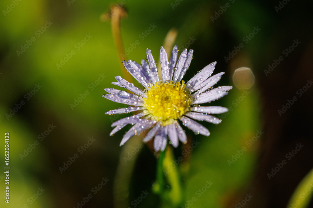 Obraz premium 雨に濡れたヒメジオンの白い花
