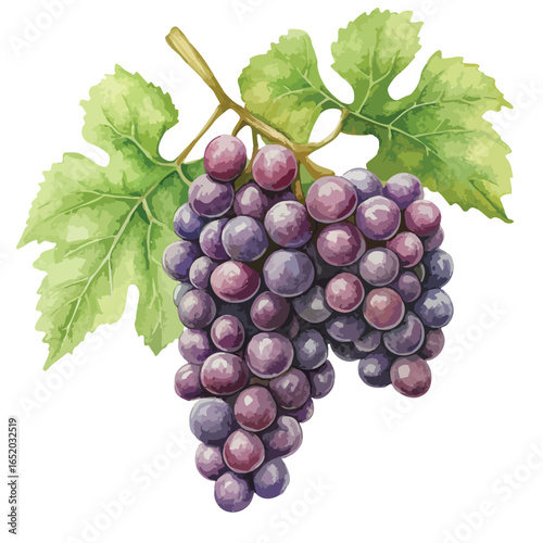 Watercolor Illustration of a Cluster of Purple Grapes with Leaves (1)