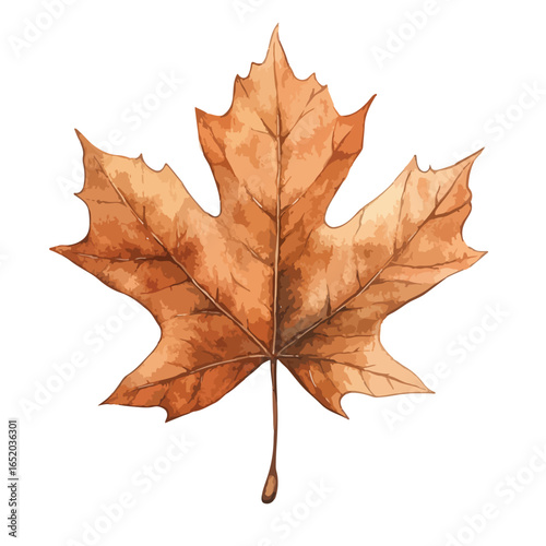 Watercolor Illustration of a Detailed Autumnal Maple Leaf with Veins