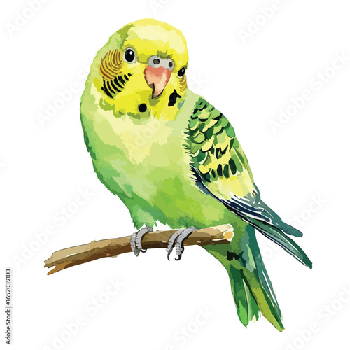 Watercolor Illustration of a Perched Budgerigar with Green and Yellow Plumage