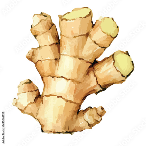Watercolor Illustration of Fresh Ginger Root with Detailed Texture and Form