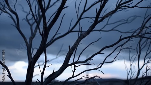 Swinging Dead Tree Branches in Nature's Dark Landscape