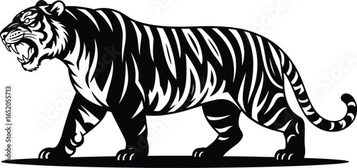 A striking black and white vector illustration showcases a powerful tiger walking, its stripes and fierce expression creating a bold and dynamic design suitable for various creative projects.
