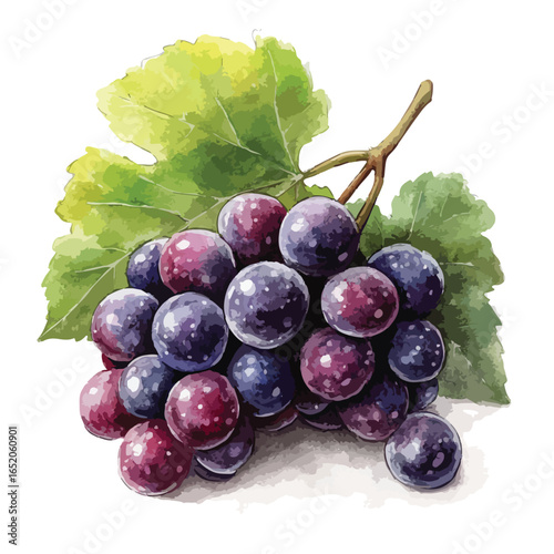 Watercolor style bunch of ripe grapes with vibrant green leaves and a brown stem