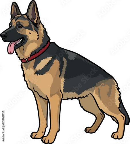German Shepherd Dog Standing with Red Collar Vector Illustration in Natural Pose 