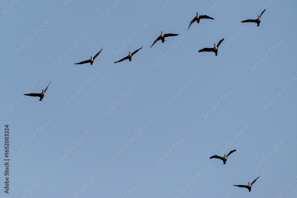 Fototapeta premium Groupe de cormorans en vol