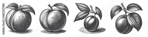 Vintage Hand-Drawn Plum Illustration, Fresh Fruit Engraved Vector for Nature and T-Shirt Design