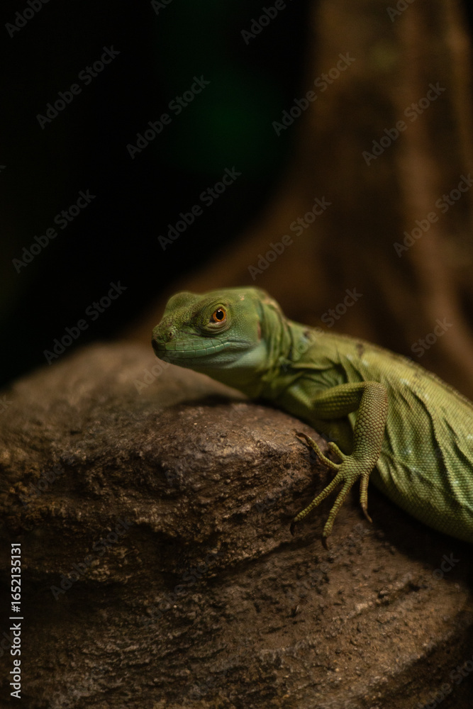 Fototapeta premium portrait of a green iguana on a rock looking at the camera