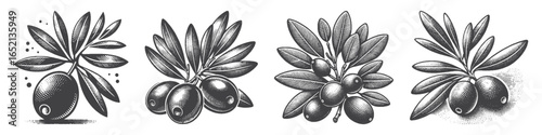 Vintage Hand-Drawn Olive Illustration, Botanical Engraved Vector for Mediterranean and T-Shirt Design