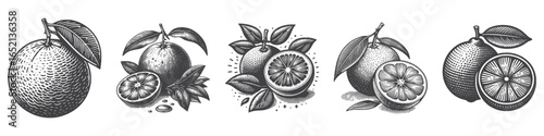 Vintage Hand-Drawn Orange Fruit Illustration, Citrus Engraved Vector for Fresh and T-Shirt Design