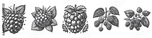 Vintage Hand-Drawn Raspberry Fruit Illustration, Berry Engraved Vector for Fresh and T-Shirt Design