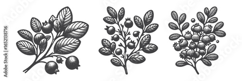 Vintage Hand-Drawn Cranberry Illustration, Berry Engraved Vector for Fresh and T-Shirt Design