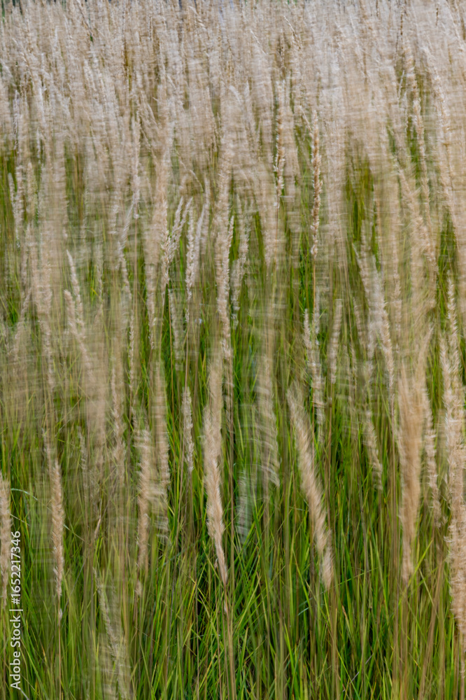 Fototapeta premium 735-44 Feathered Feather Grass