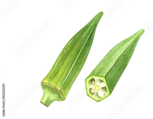 Watercolor okra pods whole and cut cross section with seeds, green ladies’ finger vegetable illustration on isolated background
