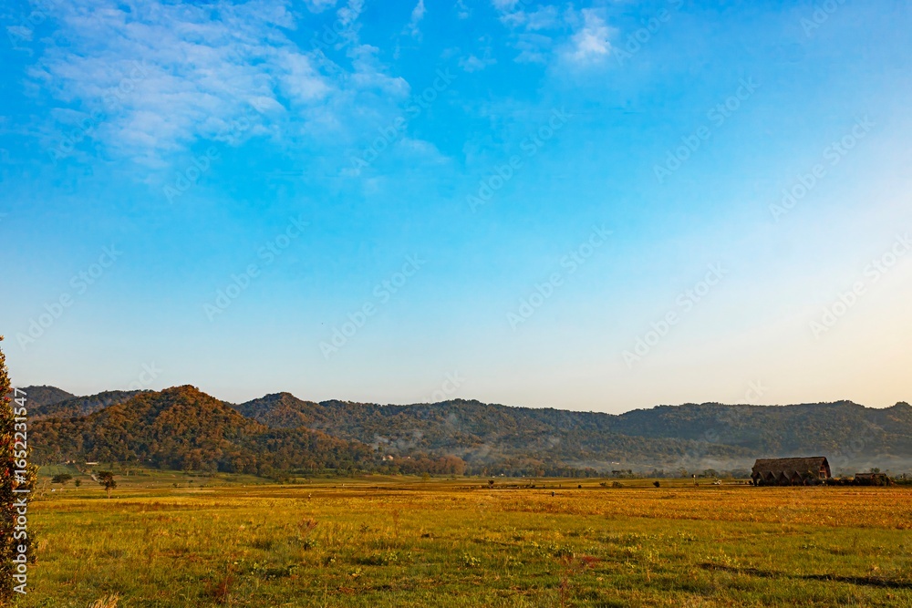 Obraz premium Golden Field Beneath Blue Sky.
