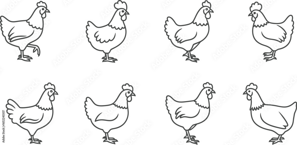 Obraz premium Vector art of collection of chicken poultry farm animal in line art style, hen, rooster, chick, feather, wing, beak, crest, wattle, claw and foot