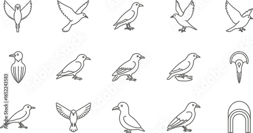 Vector art of collection of various bird illustrations, including doves and pigeons in different poses and styles of flying