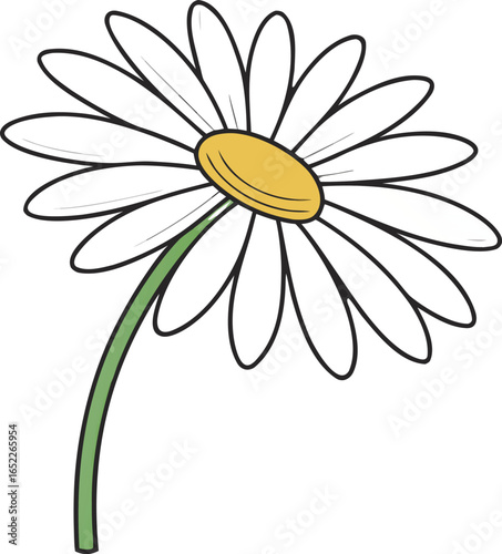 camomile on white background