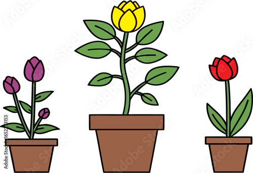 Flat lay image of three potted tulips; one purple, one yellow, and one red, against a clean white background; simple line art style with a vibrant and cheerful mood; showcasing spring