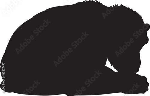 Silhouette of a powerful chimpanzee resting its head on its arms in a thoughtful pose against a white backdrop conveying primate behavior and contemplation
