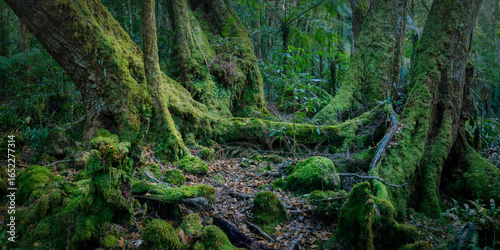 green moss covering an antarctic beech tree in the forest