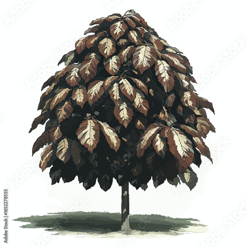 Chestnut tree isolated on white background 