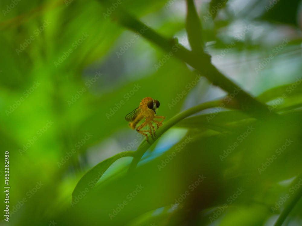Golden robber fly on a leaf Golden robber fly on a leaf