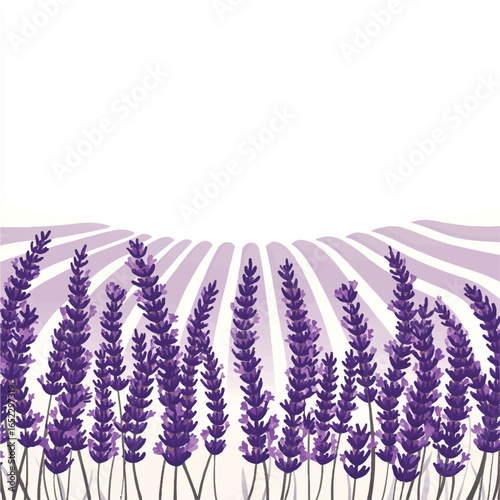 a lavender field