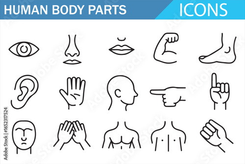 Icon Set of Human Body Parts: Eye, Nose, Mouth, Hands, and More