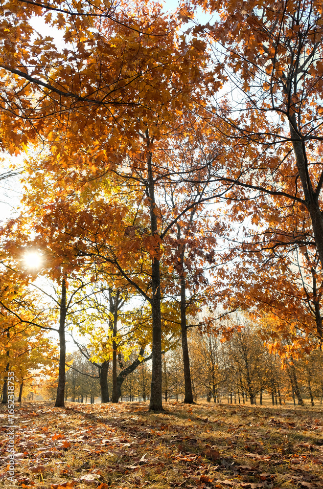 Obraz premium Autumnal park with bright orange-yellow foliage trees, sunny natural background. beautiful harmony autumn landscape. fall season concept