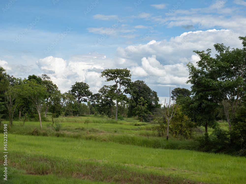 Obraz premium The countryside in the Surin province of Isaan region of Thailand