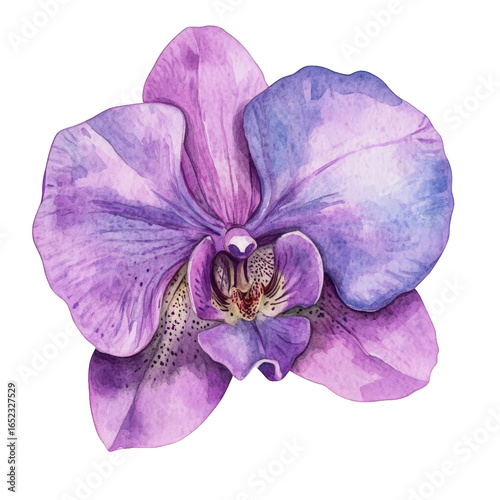 Closeup of a vibrant purple orchid flower isolated on transparent background