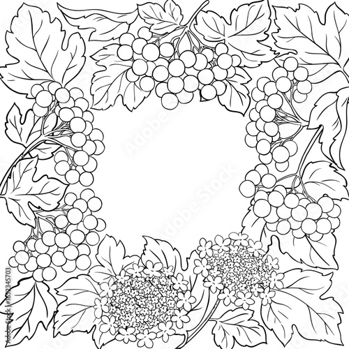 Guelder Rose Branch with Flowers, Berries and Leaves Outline Frame. Organic natural nutritional healthy food ingredient, vegetarian diet product. Vector isolated for design or decoration.