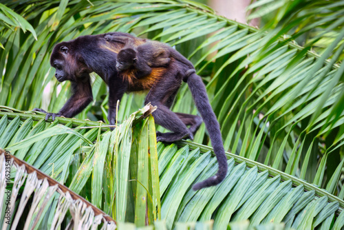 Photography Hower monkey with a baby climbing a palm tree close to Cahuita National Park in