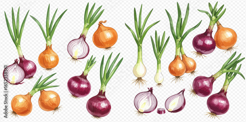 A detailed illustration set of fresh red, yellow, and white onions with green sprouts, shown whole and sliced.