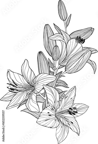 Vector arrangement of elegance lilies isolated.