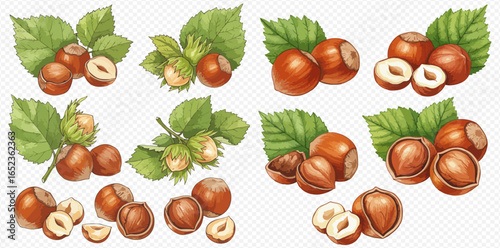 A collection of detailed hazelnut illustrations showing whole nuts, cracked shells, kernels, and leafy branches.