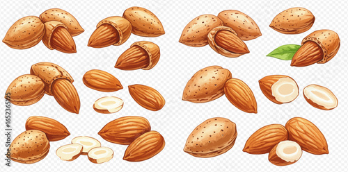 A collection of realistic almond illustrations showing whole nuts in shells, cracked open, peeled kernels, and sliced pieces on a transparent background.