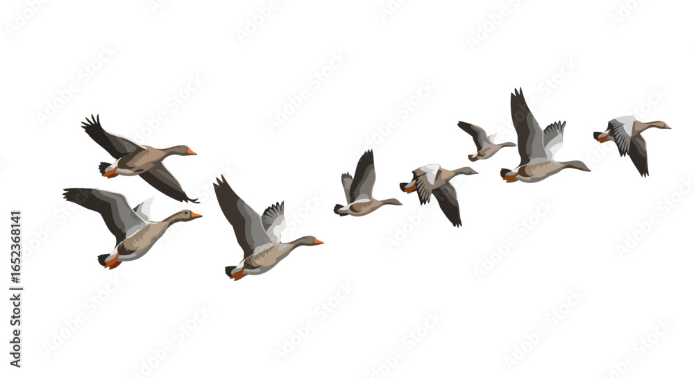 Fototapeta premium elegant geese in flight transparent background vector illustration