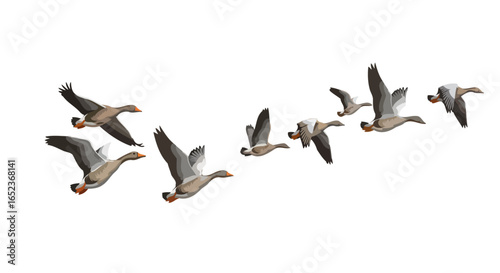 elegant geese in flight transparent background vector illustration