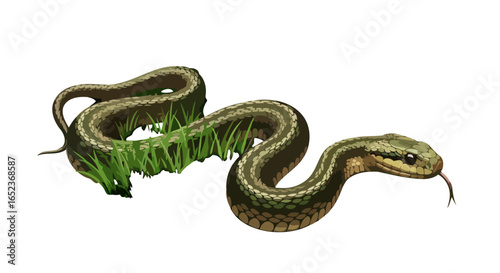green snake in grass transparent background vector illustration for design projects