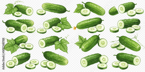 A collection of fresh green cucumber illustrations, showing whole vegetables, slices, and cross-sections with leaves and vines.