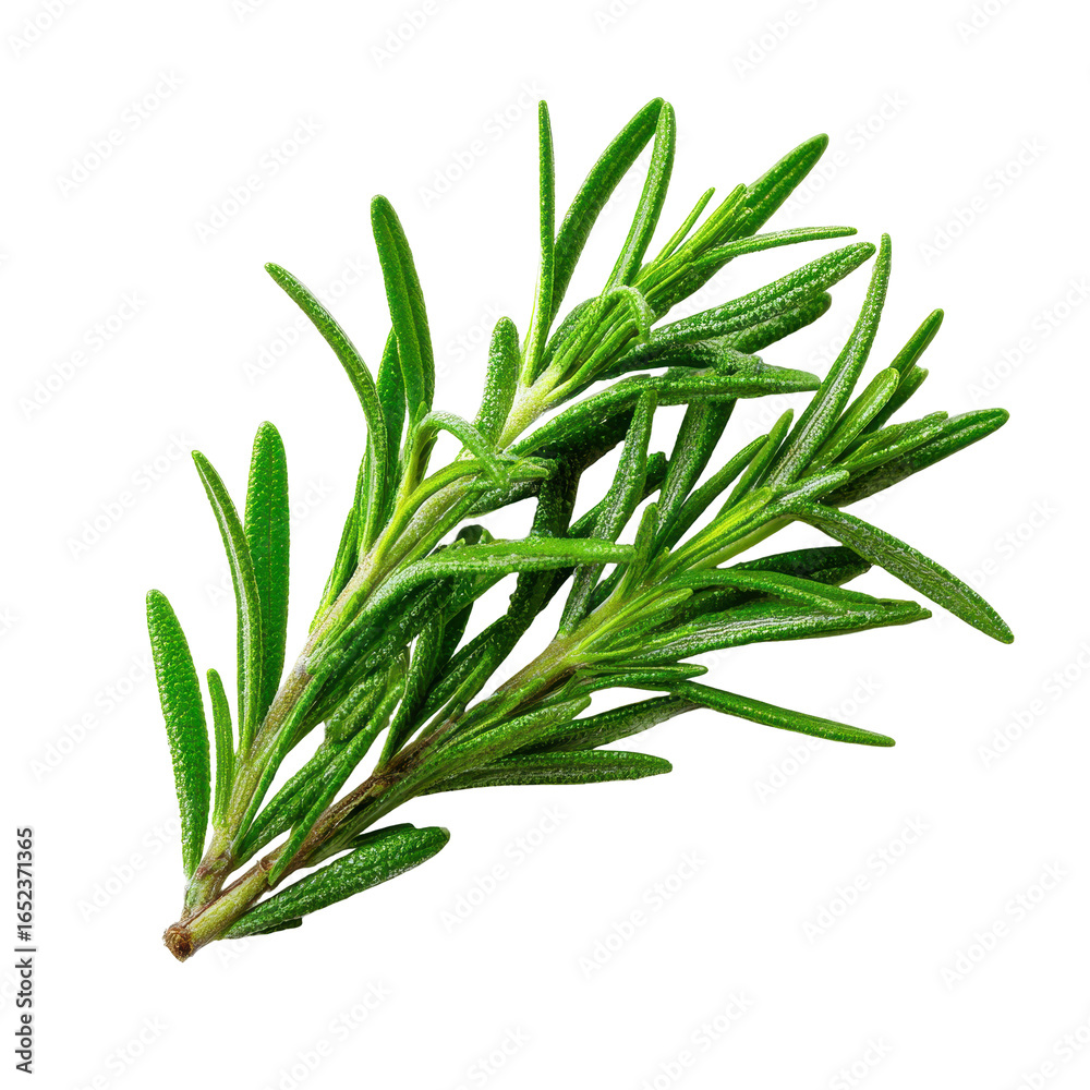 Fototapeta premium Fresh rosemary sprig ready for culinary use in a kitchen setting for flavoring dishes and enhancing aromas