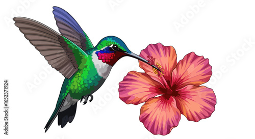 vibrant hummingbird hibiscus transparent background vector illustration