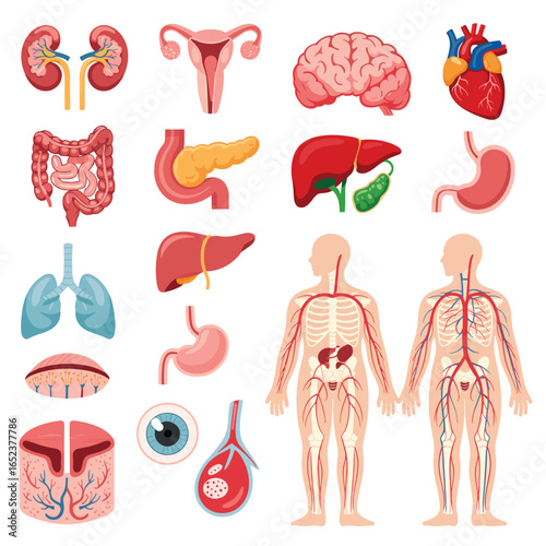 Human Anatomy Organs and Systems Medical Illustrations on White Background internal organs body systems