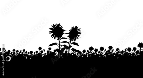 silhouette sunflowers field transparent background vector illustration